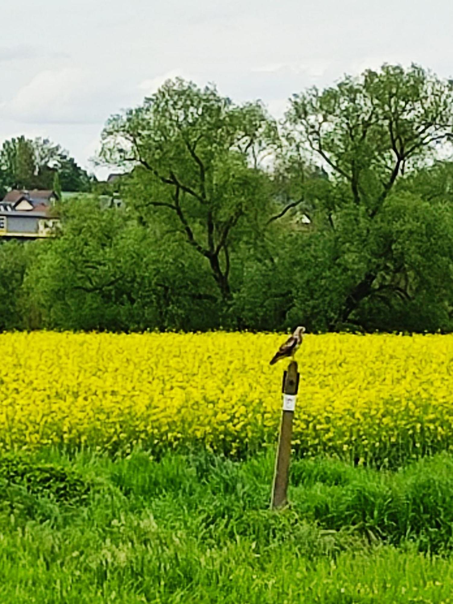 Ferienwohnung An Der Lahn Limburg an der Lahn Exterior photo